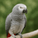 African Grey Parrot Features