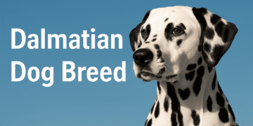 Dalmatian Dog Breed