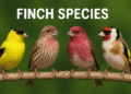 Finch Species