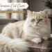 Persian Cat Care
