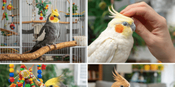 Cockatiel Bird Care